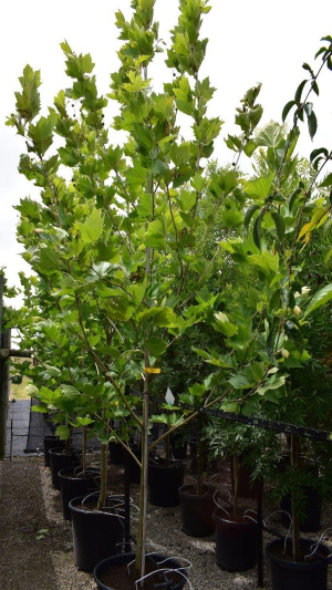 Platanus x acerifolia - London-Plane